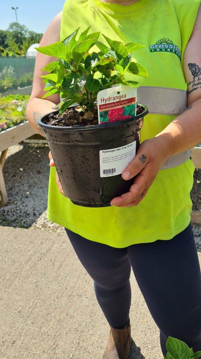 Hydrangea Mac. King George 3 Litre Pot