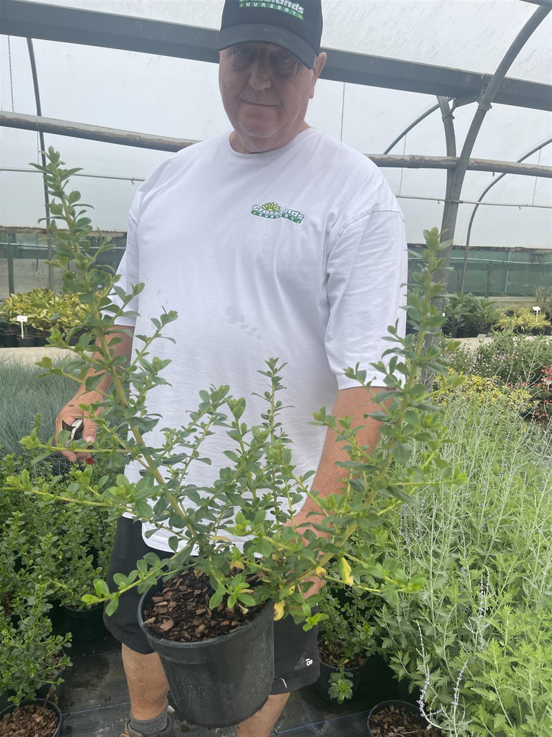 Escallonia Apple Blossom 3 Litre Pot