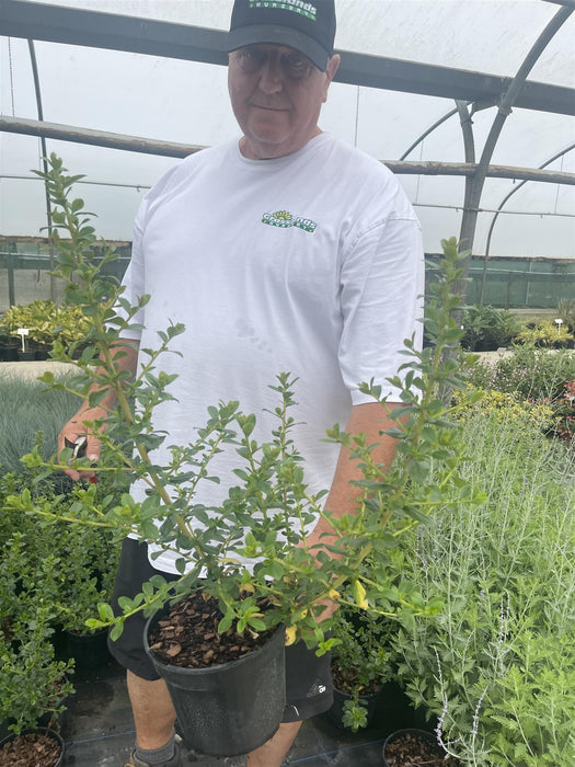 Escallonia Apple Blossom 3 Litre Pot