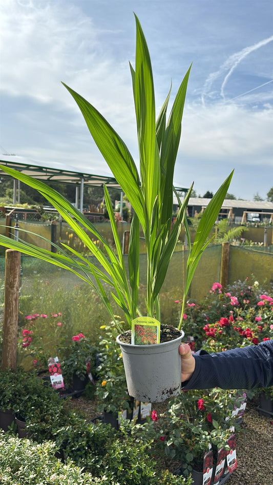 Crocosmia Lucifer 2 Litre Pot