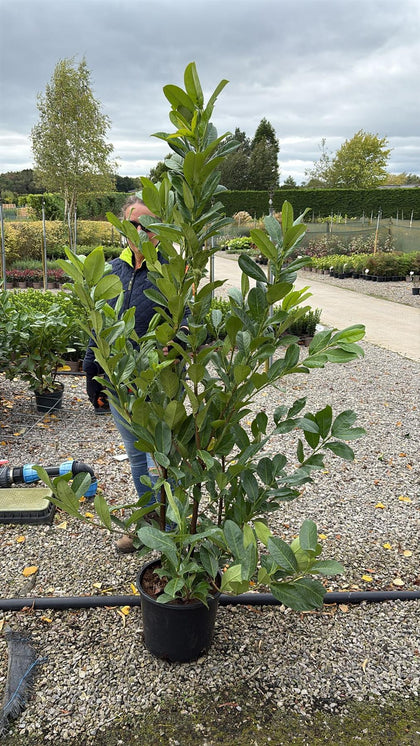 Cherry Laurel Hedging 15 Litre Pot 150/170cm