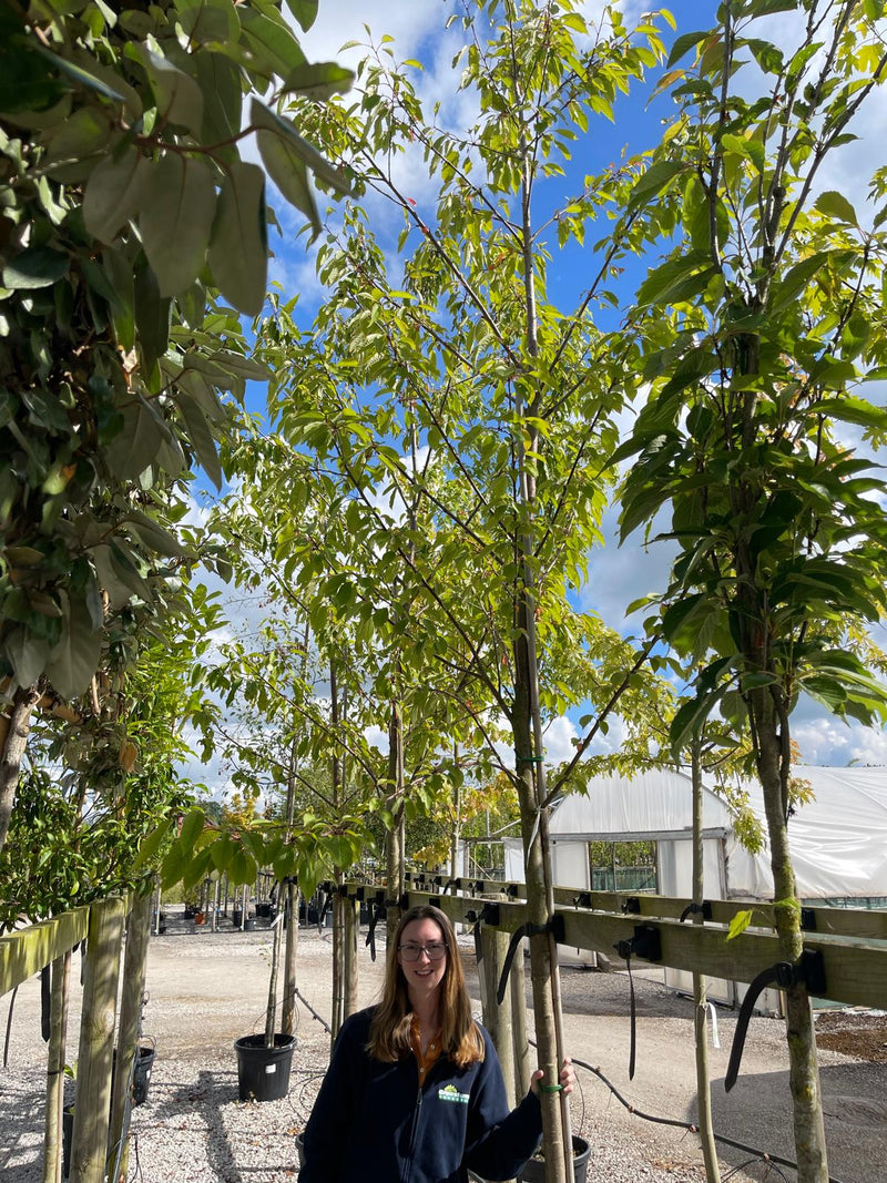 Prunus Avium Plena Standard 10-12 cm Girth Standard