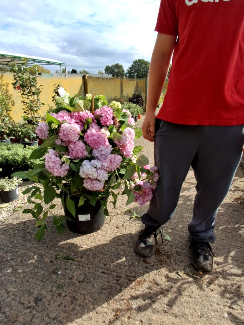 Hydrangea Macro Endless Summer Blue 20 Litre Pot 60/80cm