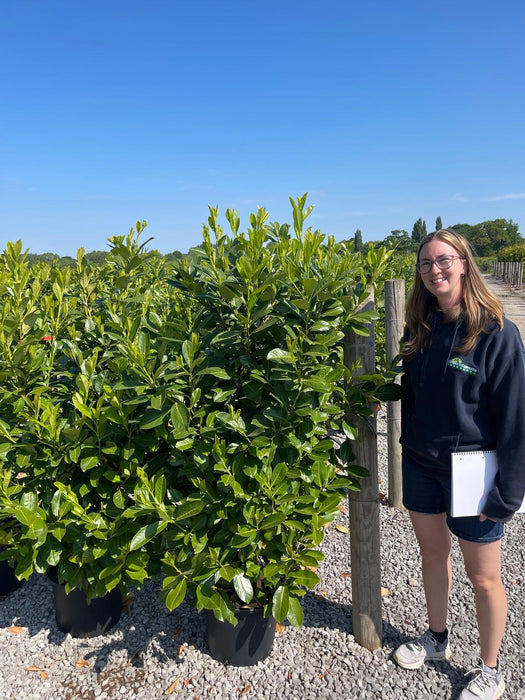 Laurel Hedging, Cherry Laurel 150/175cm 20 Litre Pot