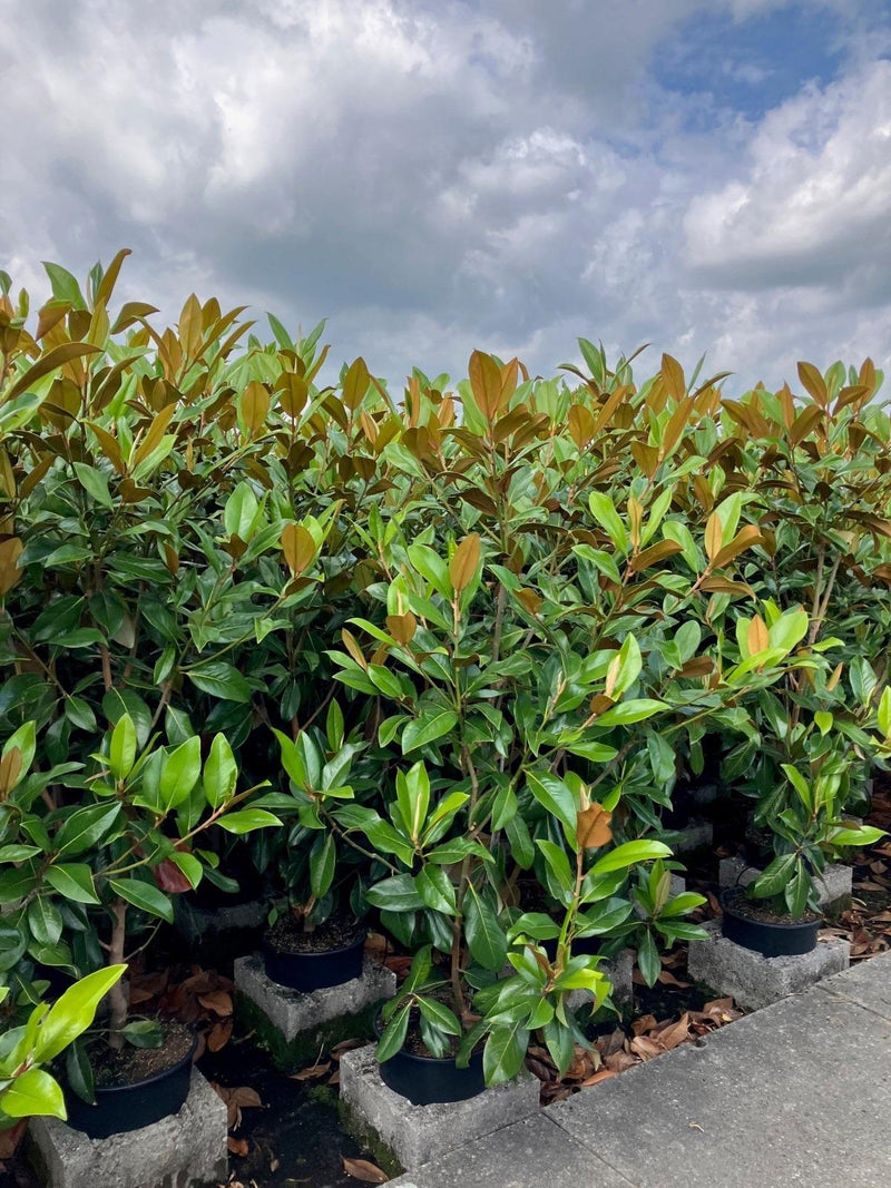 Magnolia Grandiflora Gallisoniensis 20 Litre Pot 175/200cm