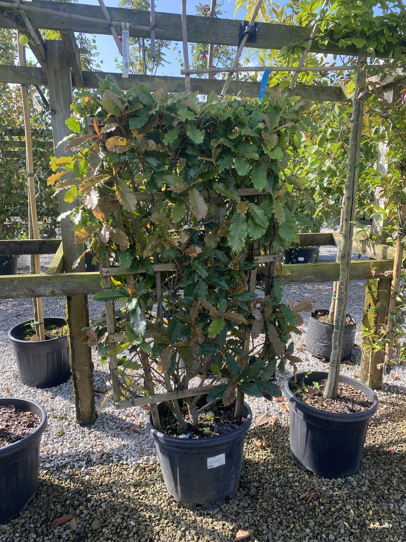 Photinia Crunchy 30L 120x70
