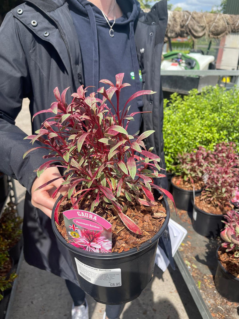Gaura Passionate Rainbow 3 Litre Pot