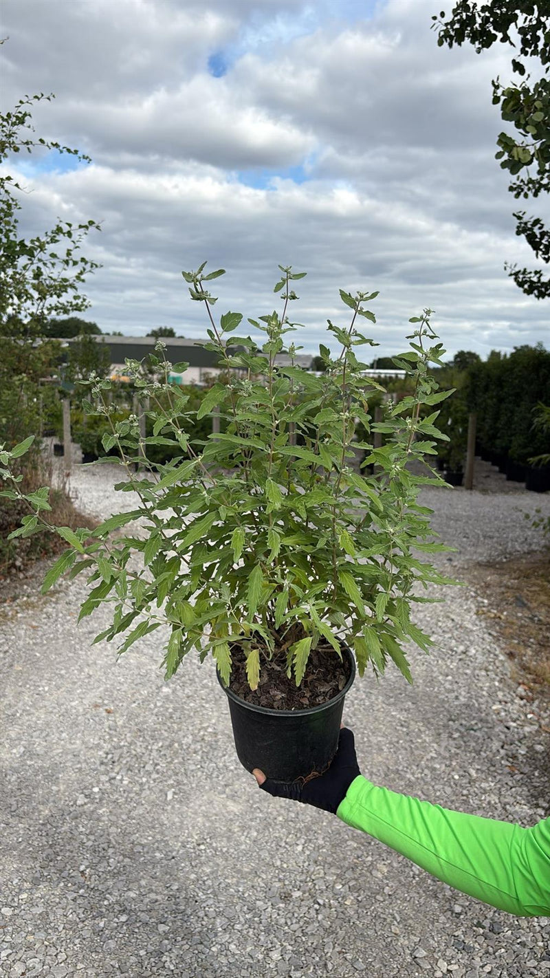 Caryopteris Pink Passion 3 Litre Pot