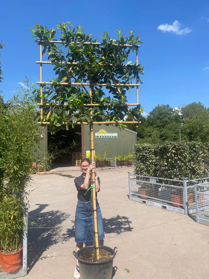 Prunus laur. Novita Pleached 180cm St 120 H x 150cm W Frame