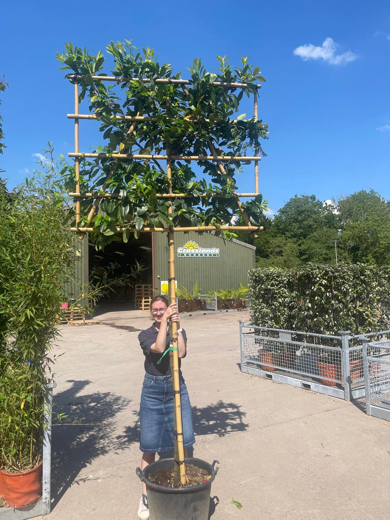 Prunus laur. Novita Pleached 180cm St 120 H x 150cm W Frame