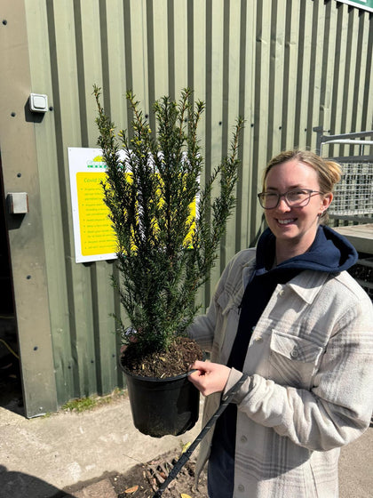 Yew Hedging 5 Litre Pot 50-60cm
