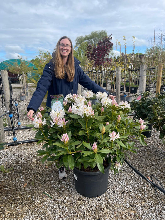 Rhododendron Hybrid Cunninghams White 40 Litre Pot