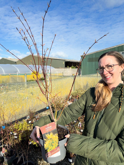 Acer palmatum Summergold 4 Litre Pot 40/60cm