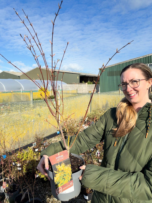 Acer palmatum Summergold 4 Litre Pot 40/60cm
