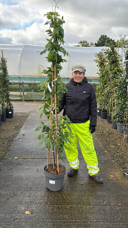 Wisteria Sinensis Alba 12 Litre Pot 175/200