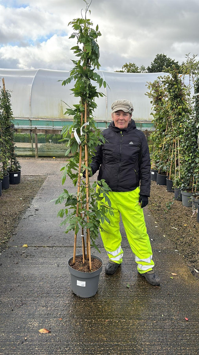 Wisteria Sinensis Alba 12 Litre Pot 175/200