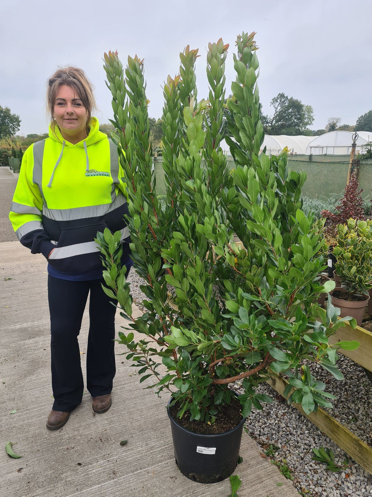 Arbutus Unedo 20 Litre Pot 80/100cm