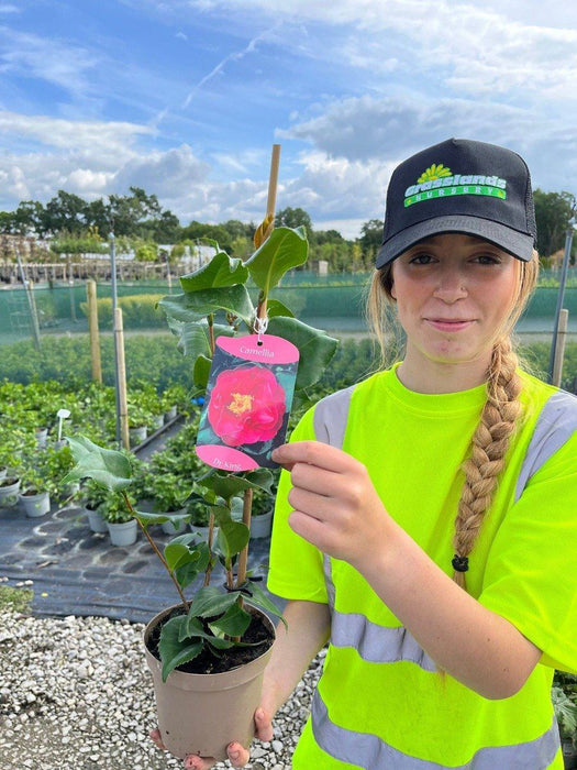Camellia Japonica Dr King 1.5 Litre Pot