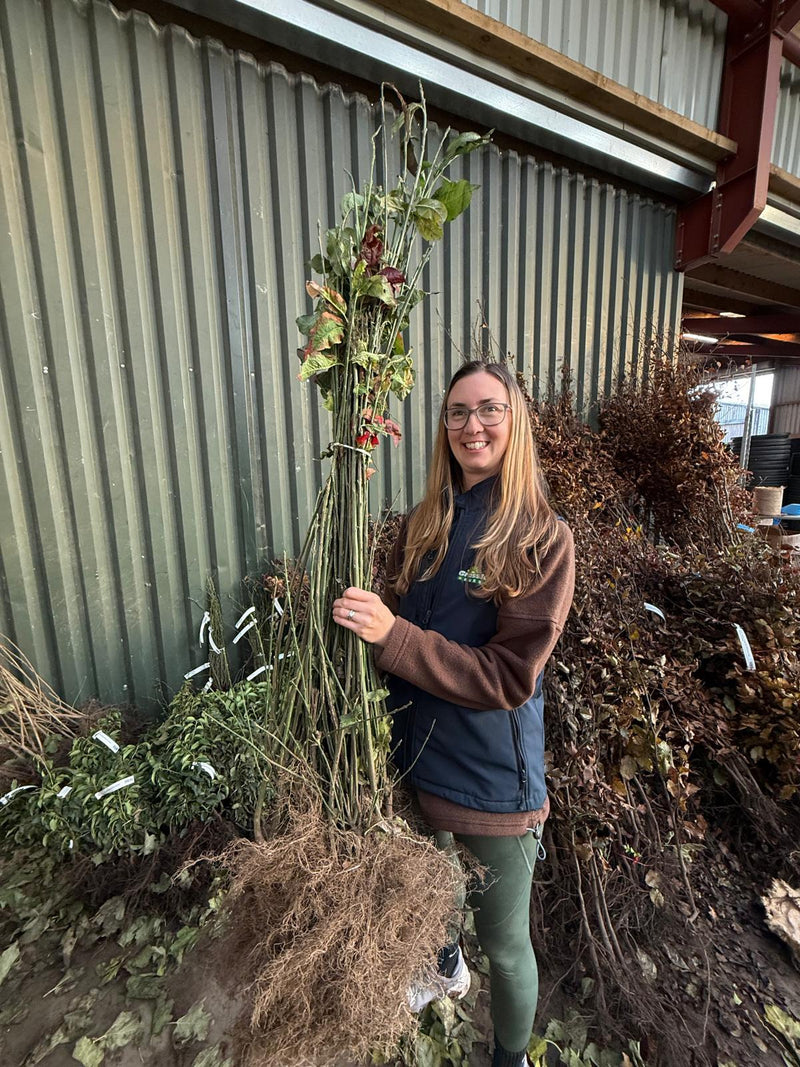Spindle (euonymus) Hedging Bare Root 60-100 cm