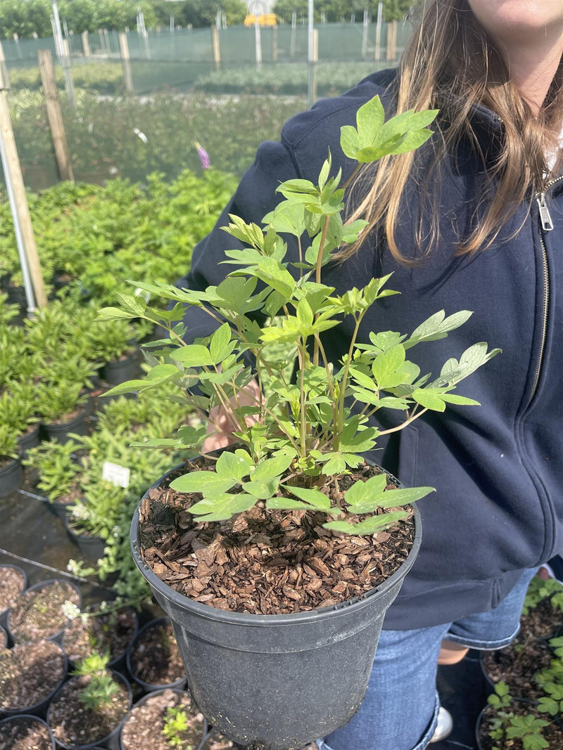 Dicentra Spectabilis 11cm Pot