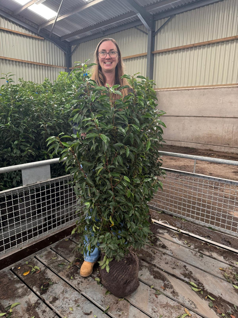 Portuguese Laurel Hedging 120/140cm Root Ball December Delivery