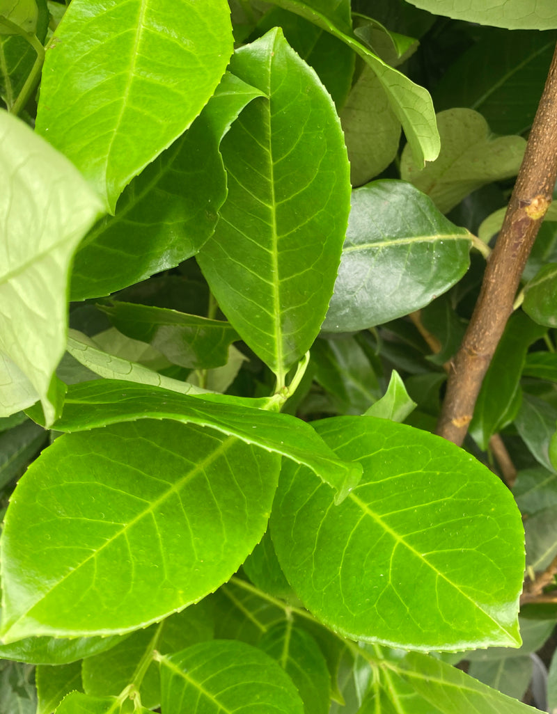 Laurel Hedging, Cherry Laurel Extra Wide Root Ball 180/200cm Pre Order November