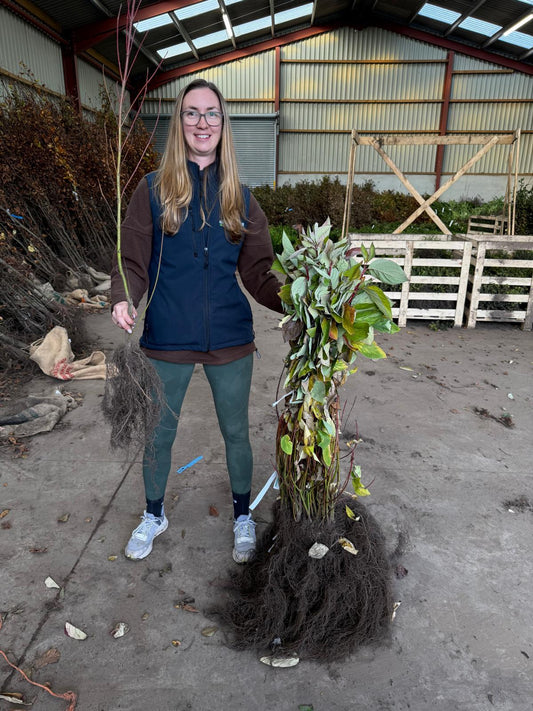 Dogwood Hedging Bare Root 60-100 cm Delivery from November