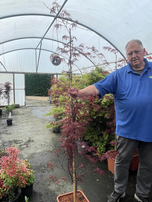 Acer Palmatum Firecracker 14 Litre Pot