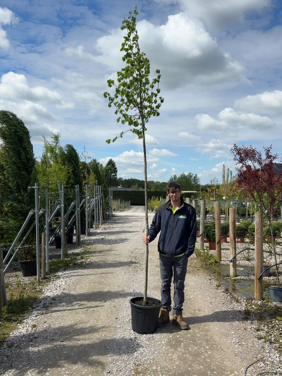 Tilia C. Greenspire Standard 8-10cm Girth