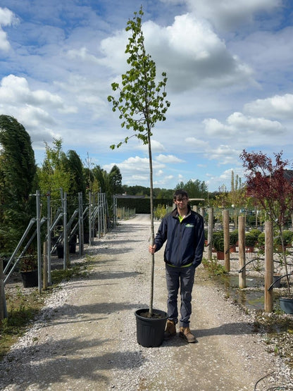 Tilia C. Greenspire Standard 8-10cm Girth