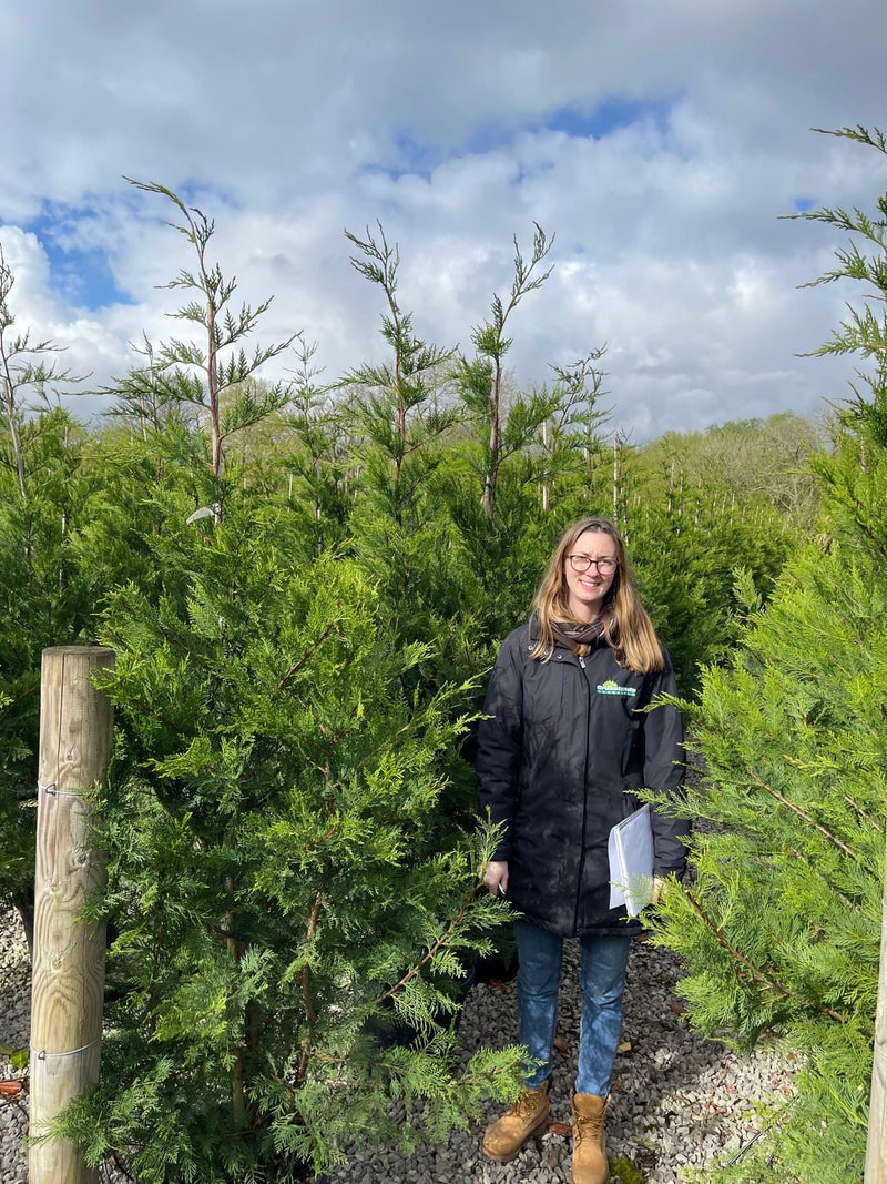 Leylandii Hedging 12/15 Litre Pot 175/200cm