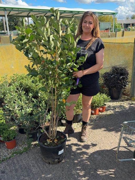 Aronia prunifolio Viking 20 Litre Pot 100/125cm