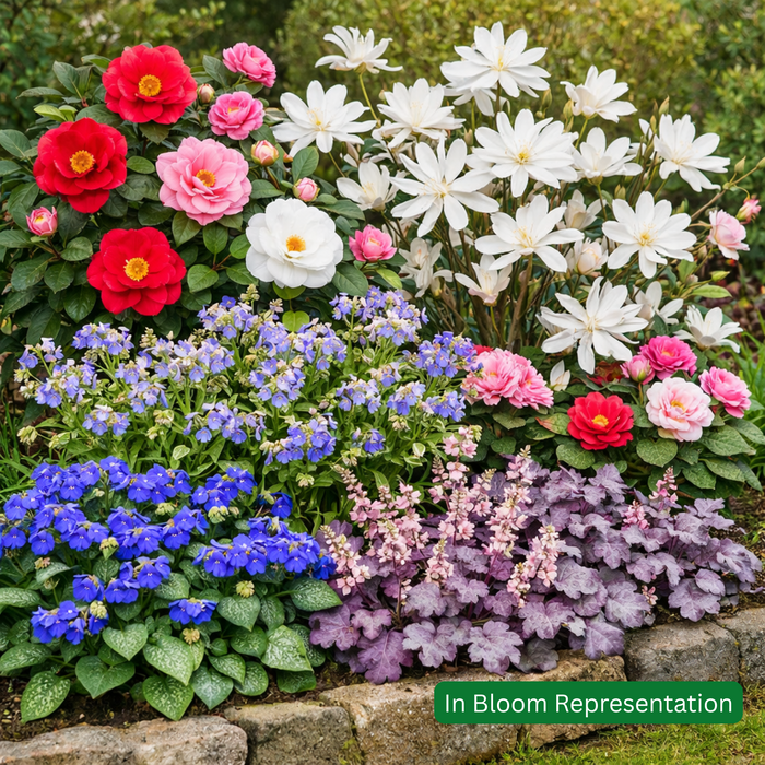 Spring Colour Boost Border Pack (12 Plants)
