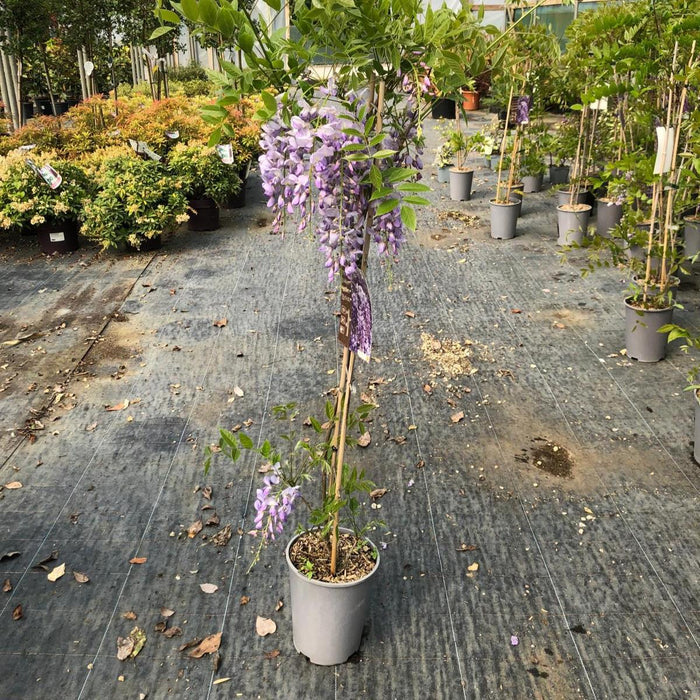 Wisteria Sinensis 4 Litre Pot