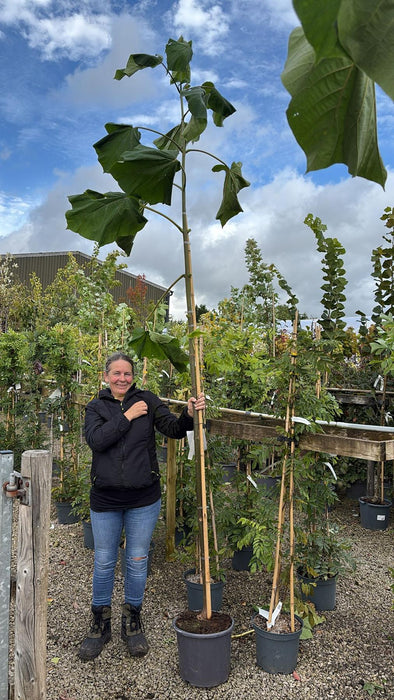 Paulownia Fast Blue 15 Litre Pot