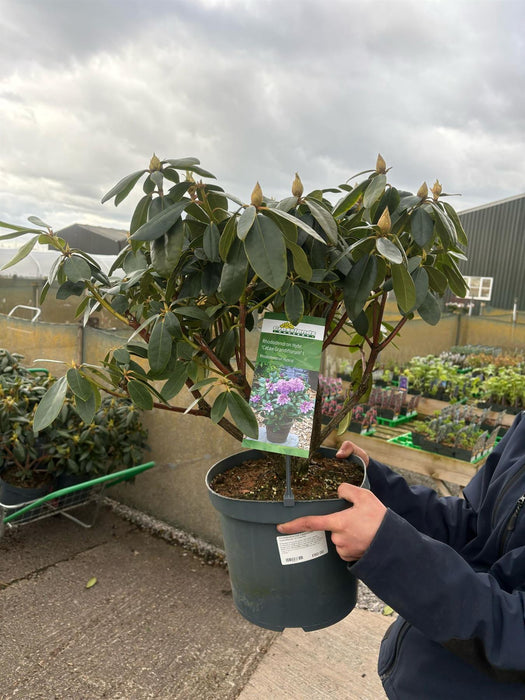Rhododendron Hyb Catawbiense Grandiflorum 12 Litre Pot