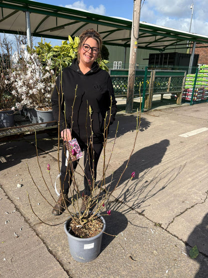 Magnolia soulangeana Rustica Rubra 15 Litre Pot