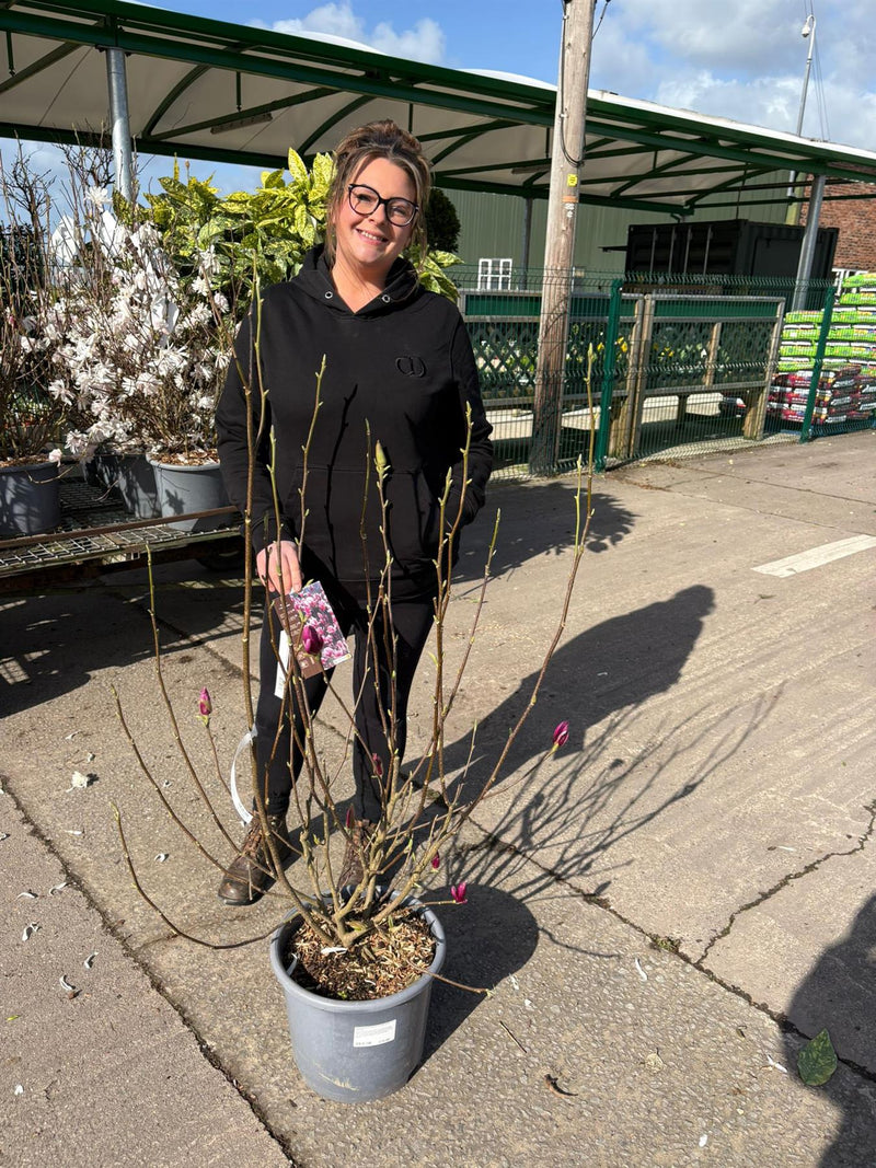 Magnolia soulangeana Rustica Rubra 15 Litre Pot