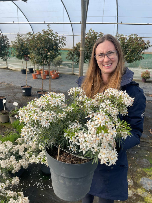 Choisya Ternata White Dazzler 10 Litre Pot
