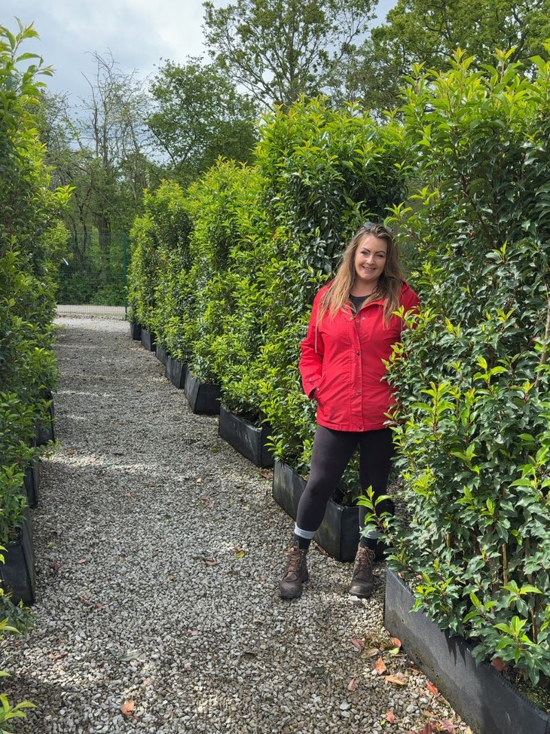 Portuguese Laurel Brenelia 1.8m Tall x 1m Wide Instant Hedge Unit