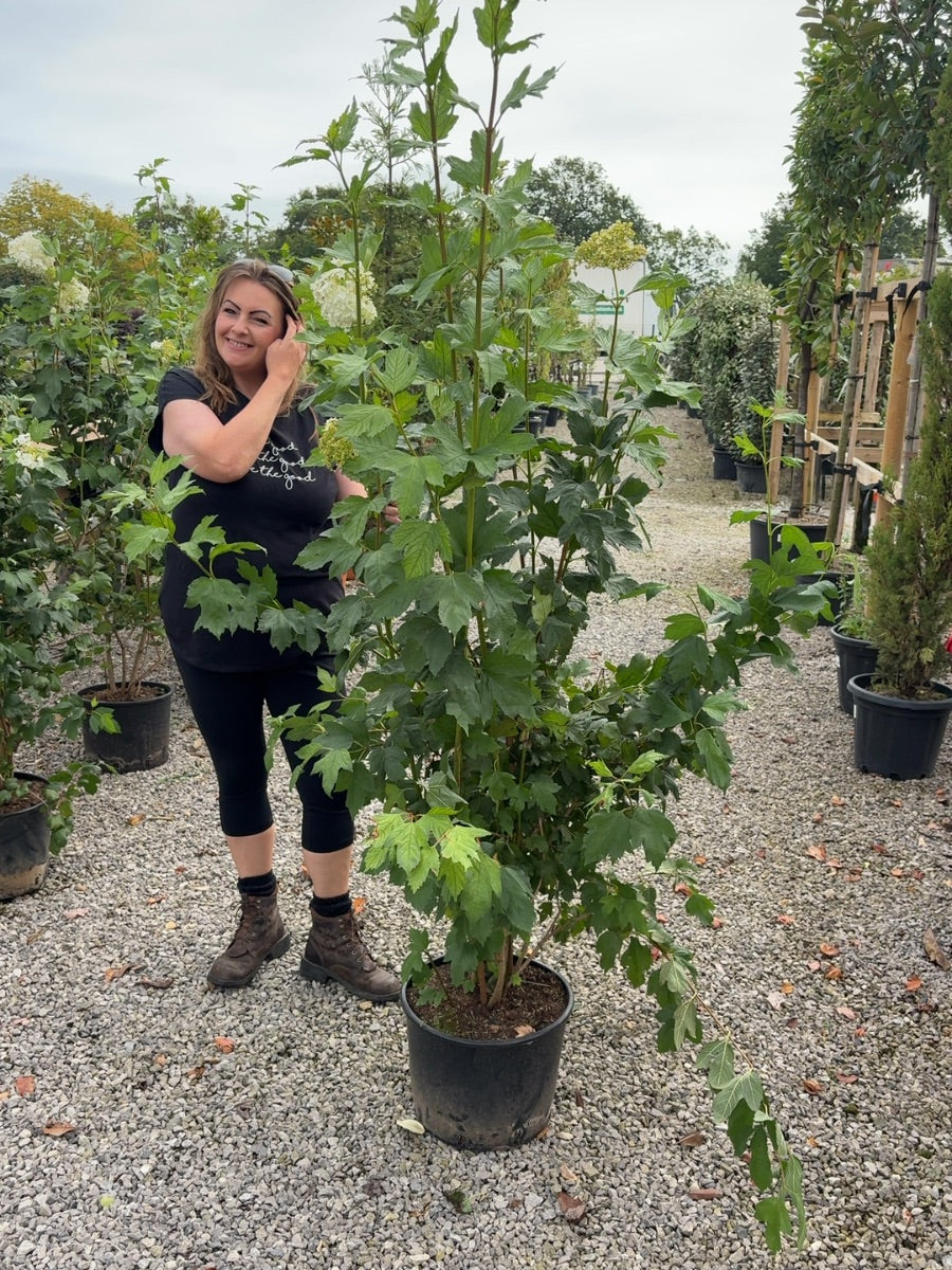 Viburnum Opulus Roseum 20 Litre Pot 125/150cm
