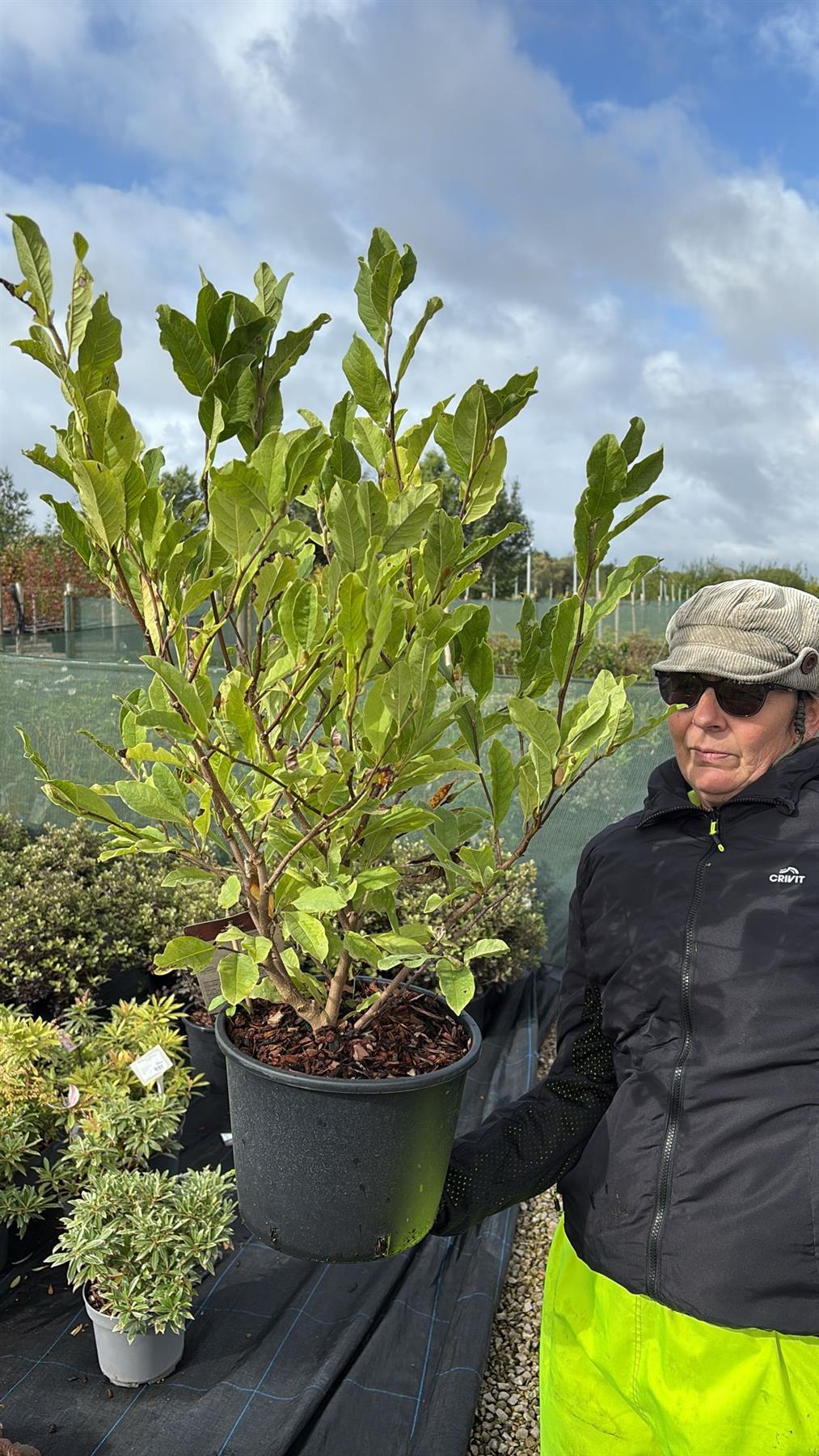 Magnolia Stellata 7.5 Litre Pot 40/60cm