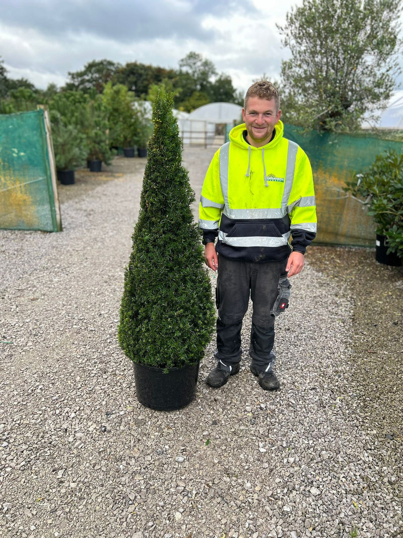 Yew Taxus Baccata Cone 45 Litre Pot 125/150cm