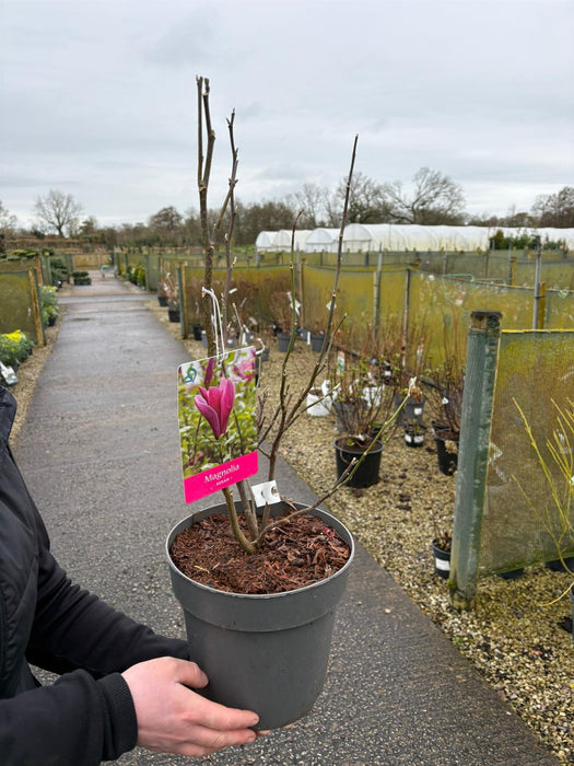 Magnolia Susan 4 Litre Pot