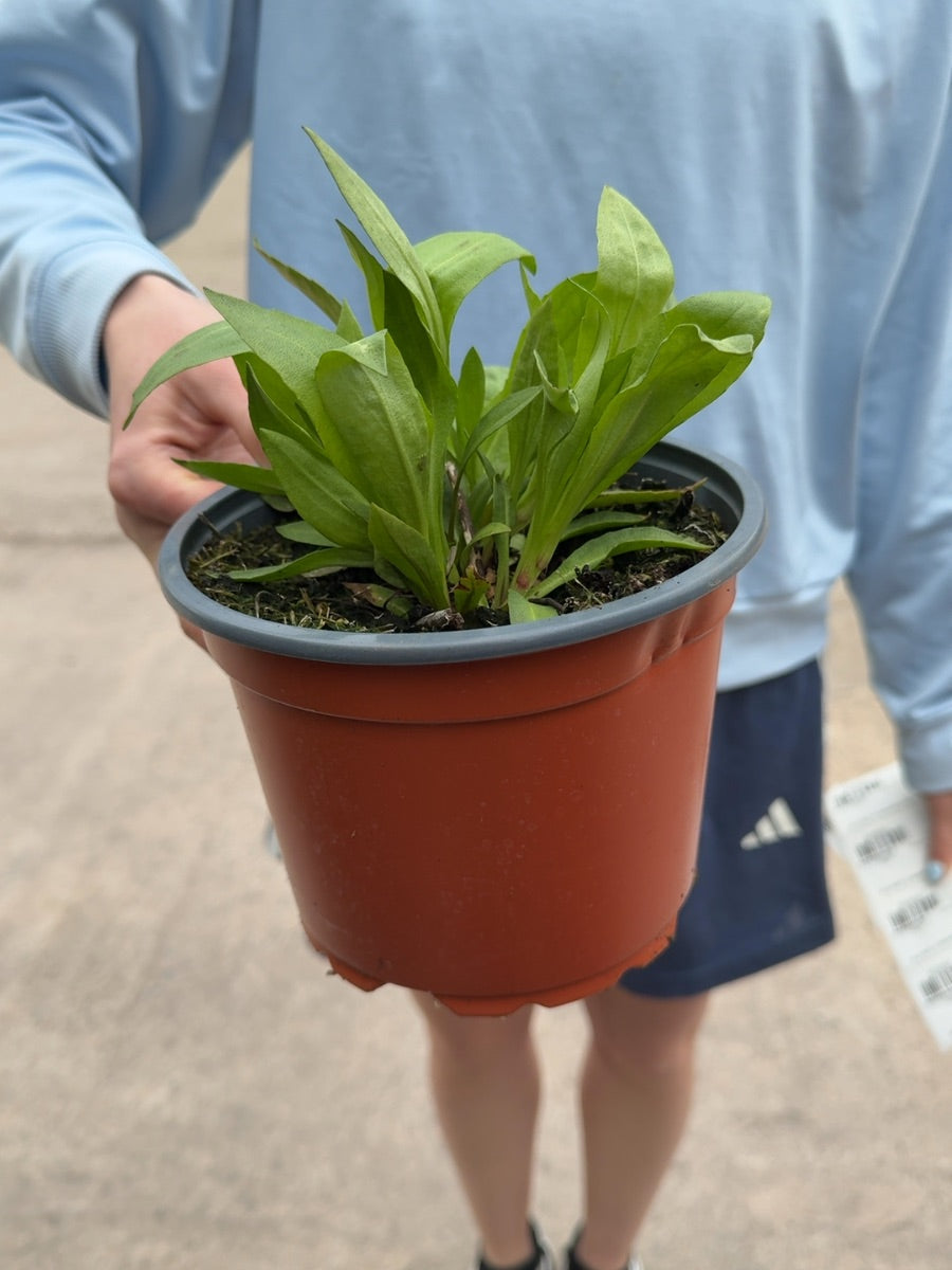 Helenium Moerheim Beauty 2 Litre