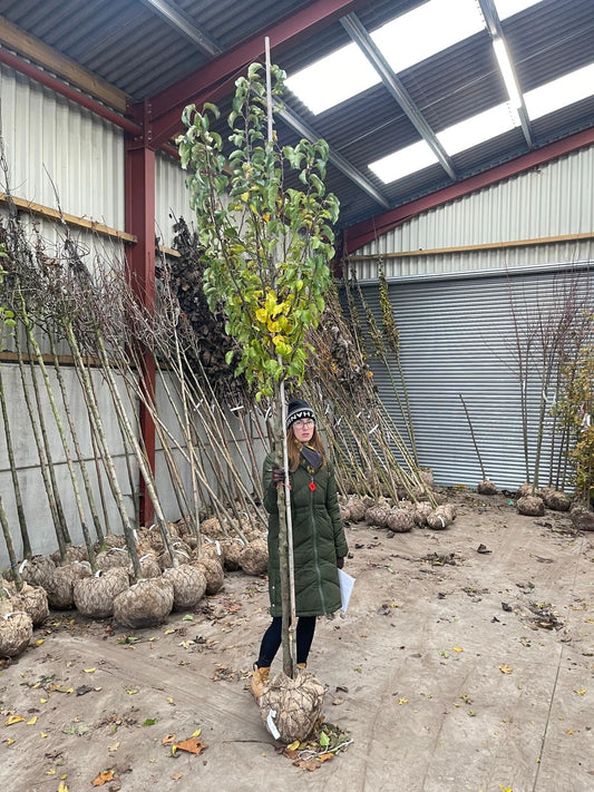 Pyrus Chanticleer Extra Heavy Std 10-12cm Girth