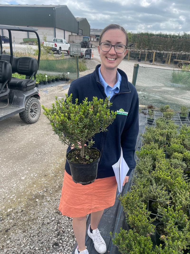 Ilex Crenata Green Hedge 20/30cm 3 Litre Pot