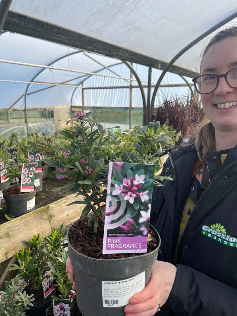 Daphne Transatlantica Pink Fragrance 2 Litre Pot