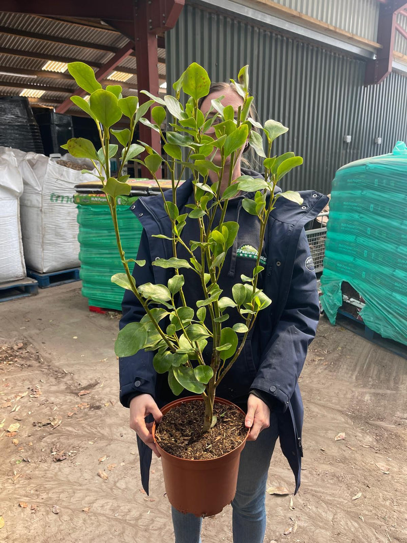 Griselinia Litorialis 5 Litre Pot 60cm +
