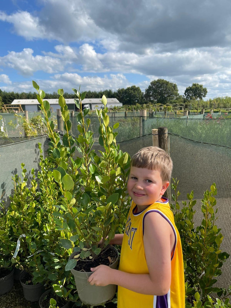 Griselinia Littoralis Green Horizon 5 Litre 70/80cm